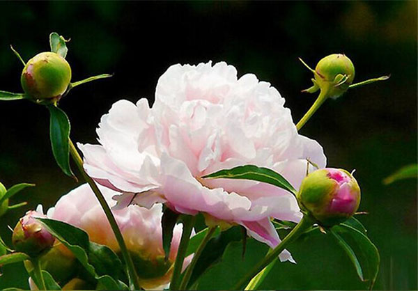 芍药花
