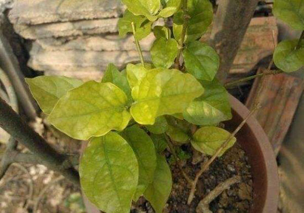 茉莉
