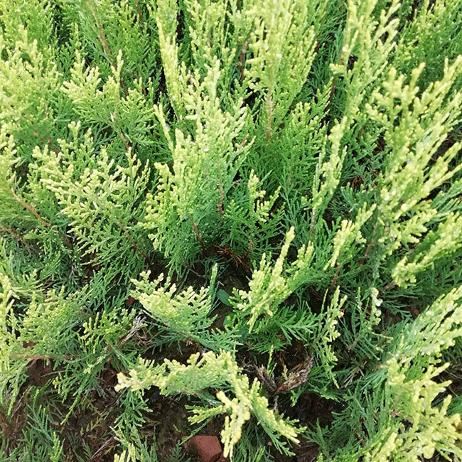 圆柏什么时候能移栽?圆柏栽植时间