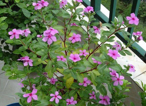 长春花