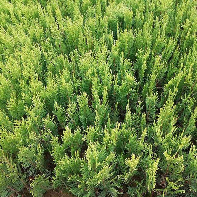 圆柏好种吗?圆柏种植方法及注意事项