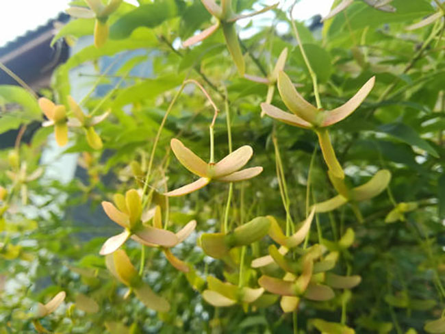 金丝吊蝴蝶