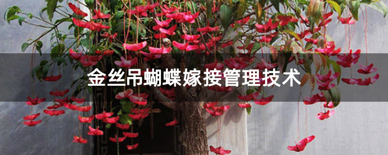 金丝吊蝴蝶嫁接管理技术