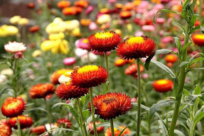 观赏菊放在屋里可以吗?菊花能种在室内吗?