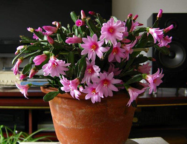 蟹爪兰开花