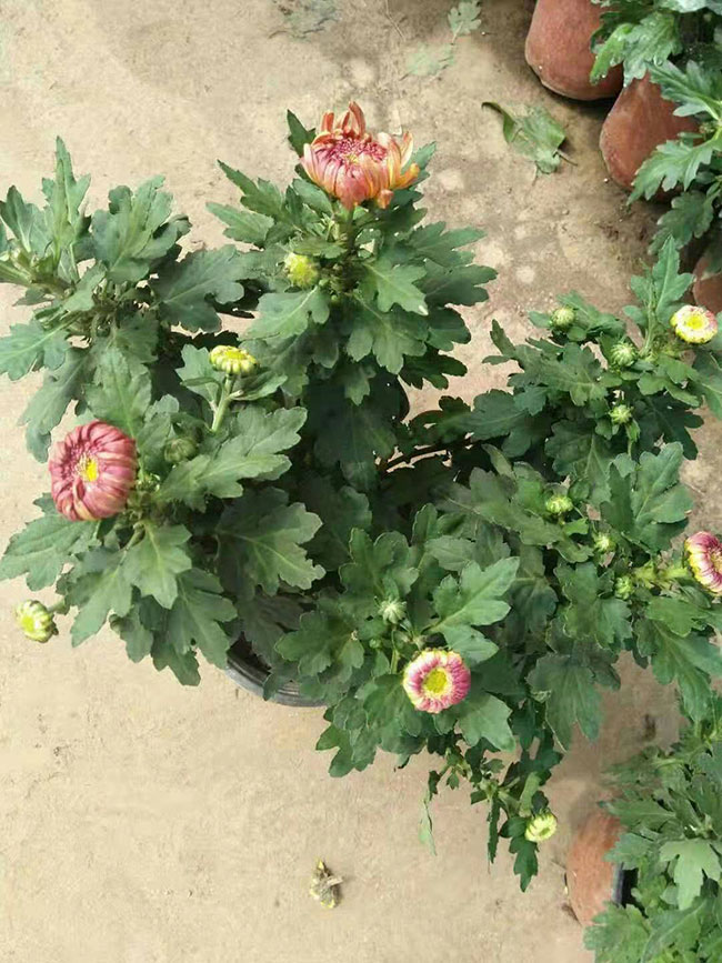 观赏菊放在屋里可以吗?菊花能种在室内吗?