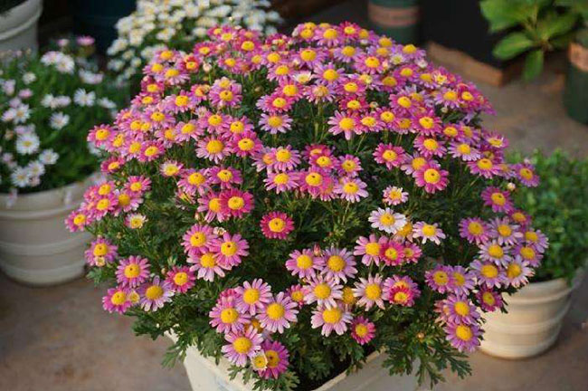 菊花苗