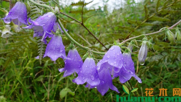 风铃草