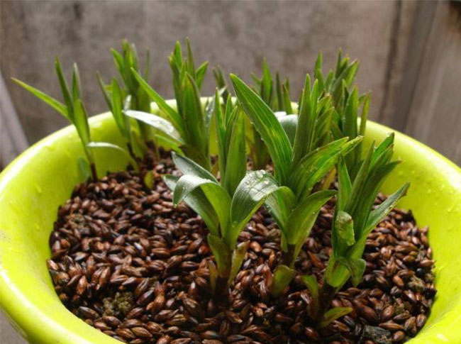 如何种植百合花种球?百合花种球种植方法