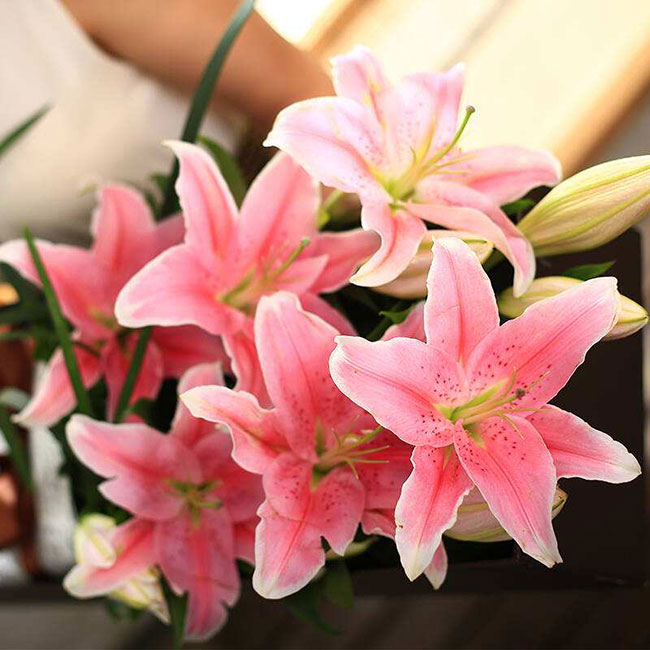 百合花语象征着什么?百合花语象征与寓意