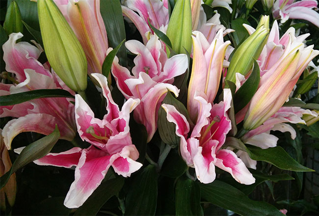 百合花籽怎么种植?百合种子种植方法
