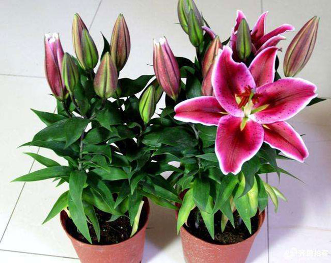 百合花籽怎么种植?百合种子种植方法