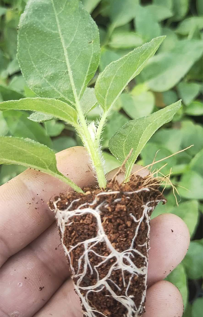 鲜切花向日葵哪个品种好?鲜切花向日葵的种植与管理