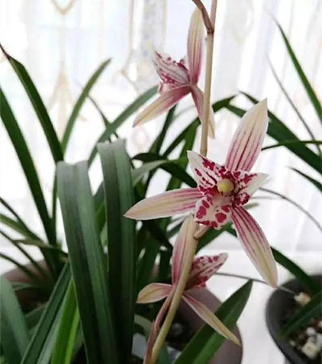 兰花秋季掉花苞怎么办？5方法保花苞