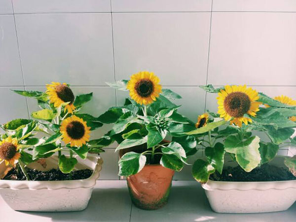 向日葵盆栽怎么养？盆栽向日葵的养护方法