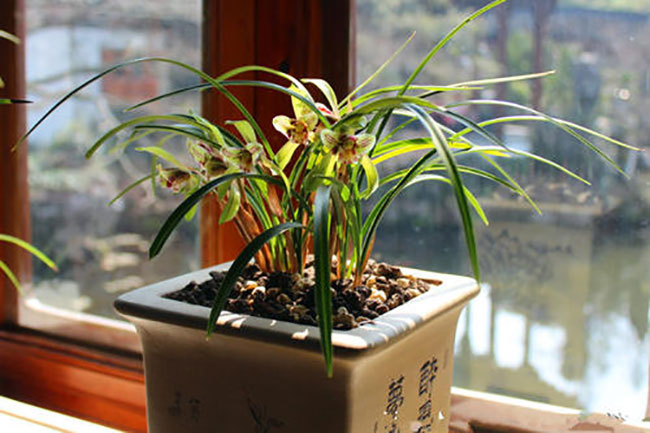 兰花掉花苞
