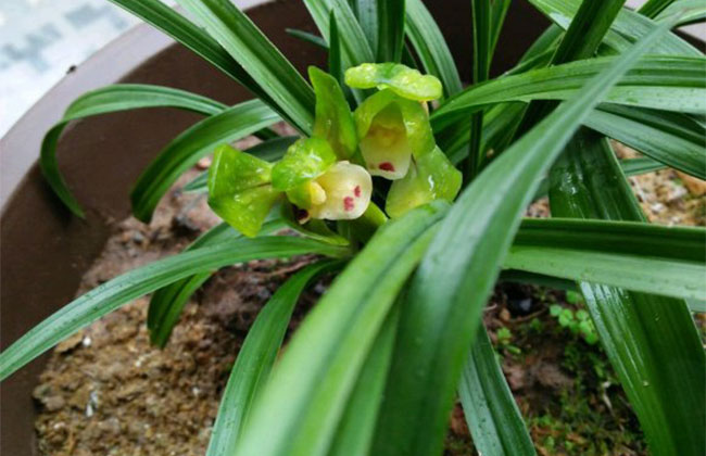 兰花掉花苞