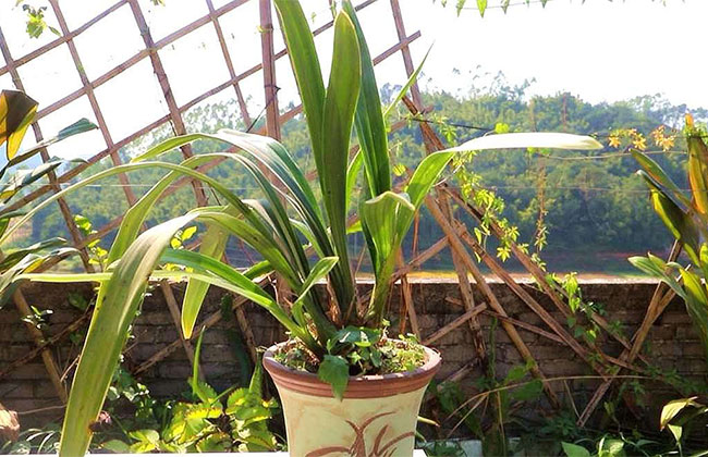 兰花掉花苞
