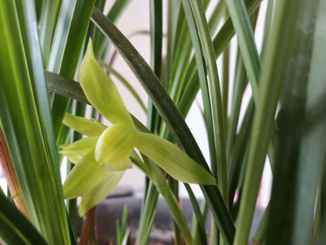 兰花掉花苞