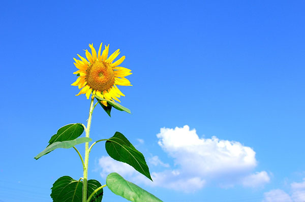 向日葵为什么向着太阳？向日葵栽培技术