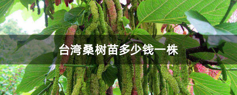 台湾桑树苗多少钱一株