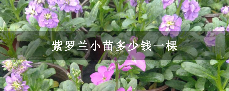 紫罗兰小苗多少钱一棵