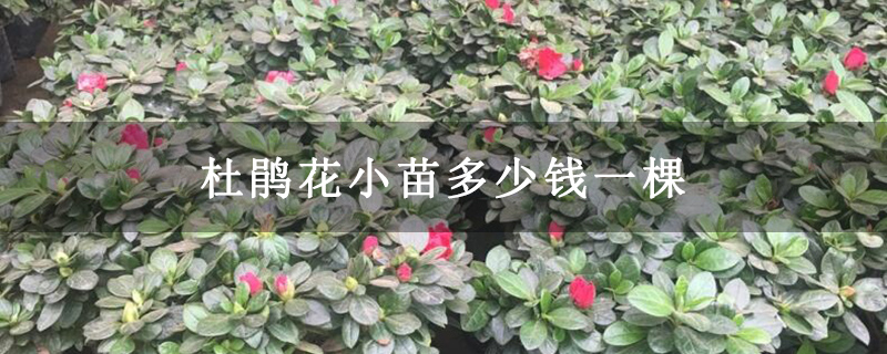 杜鹃花小苗多少钱一棵