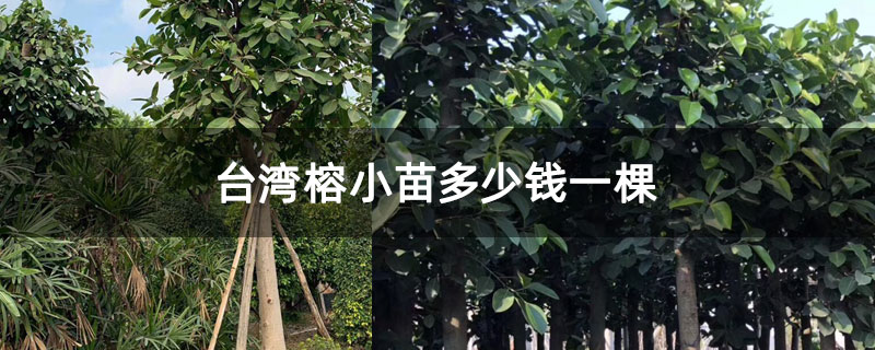 台湾榕小苗多少钱一棵