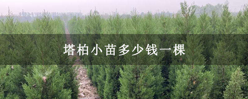 塔柏小苗多少钱一棵