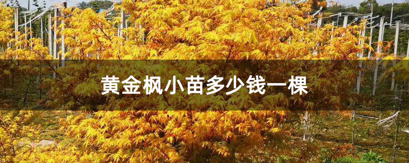 黄金枫小苗多少钱一棵