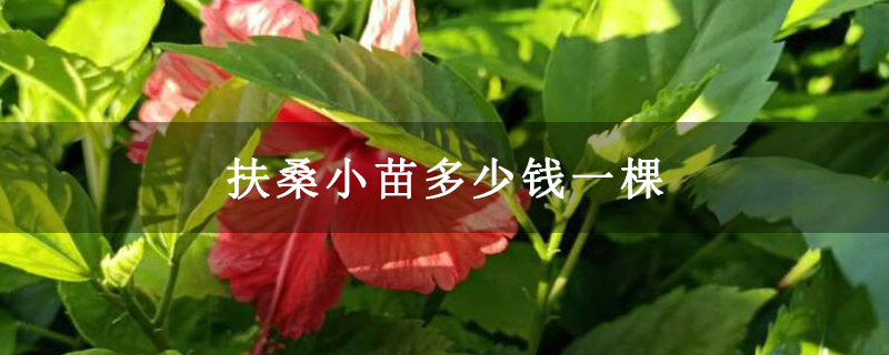 扶桑小苗多少钱一棵
