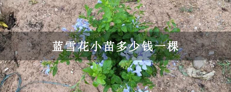 蓝雪花小苗多少钱一棵