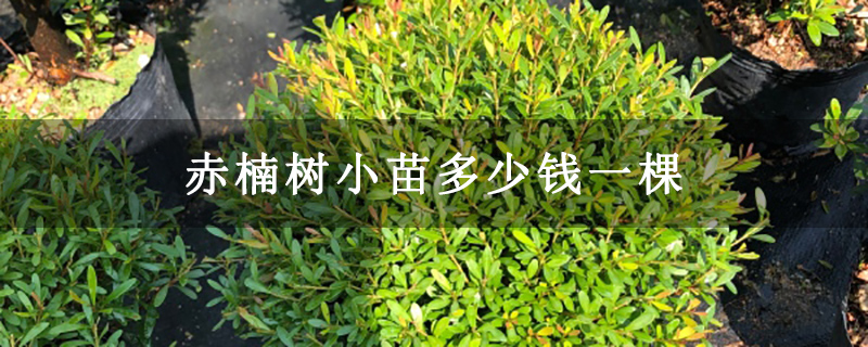 赤楠树小苗多少钱一棵