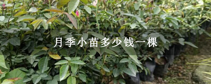 月季小苗多少钱一棵