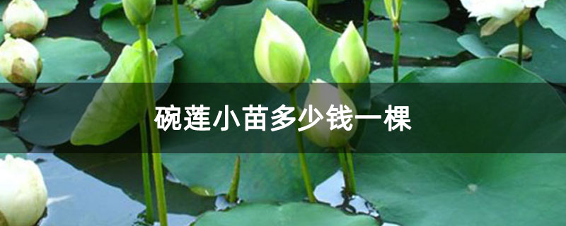 碗莲小苗多少钱一棵