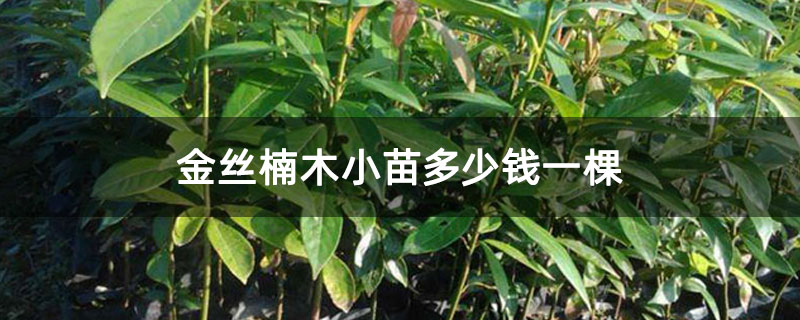 金丝楠木小苗多少钱一棵