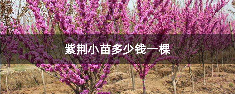 紫荆小苗多少钱一棵