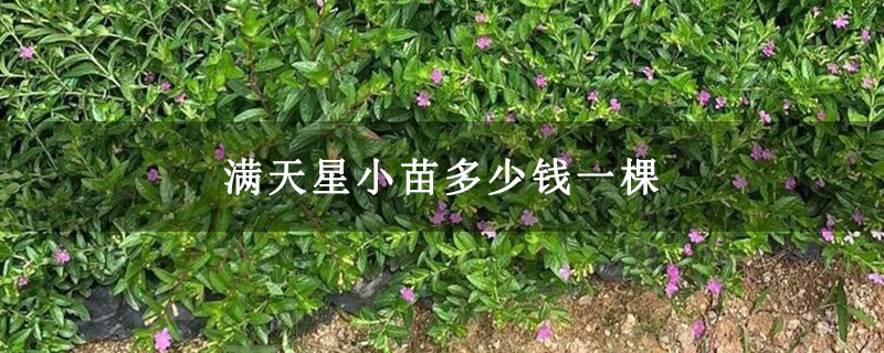 满天星小苗多少钱一棵