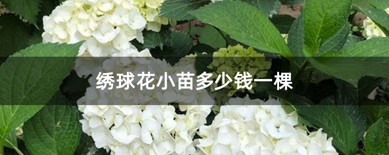 绣球花小苗多少钱一棵