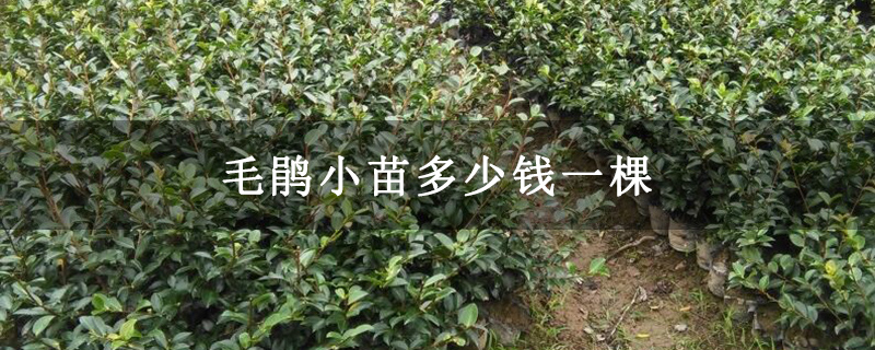 毛鹃小苗多少钱一棵