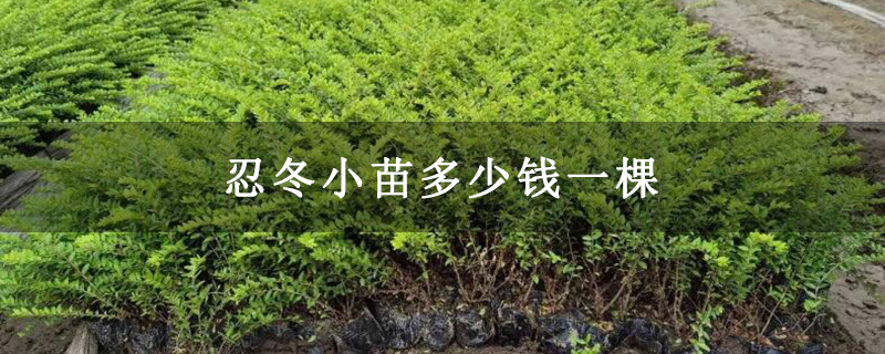 忍冬小苗多少钱一棵