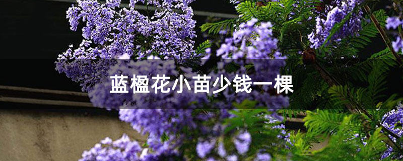 蓝楹花小苗少钱一棵
