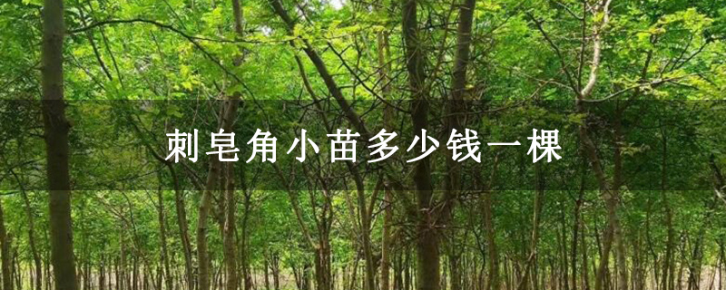 刺皂角小苗多少钱一棵