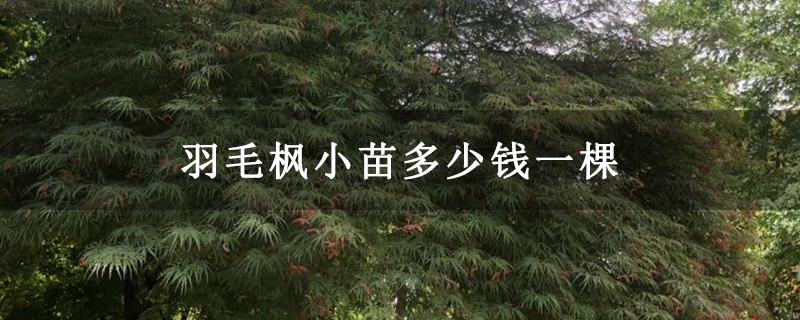 羽毛枫小苗多少钱一棵