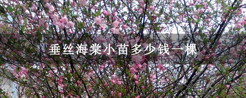 垂丝海棠小苗多少钱一棵