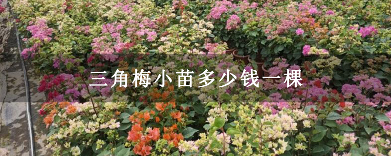 三角梅小苗多少钱一棵