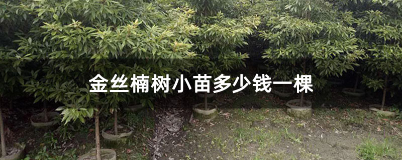 金丝楠树小苗多少钱一棵 金丝楠树小苗多少钱一棵
