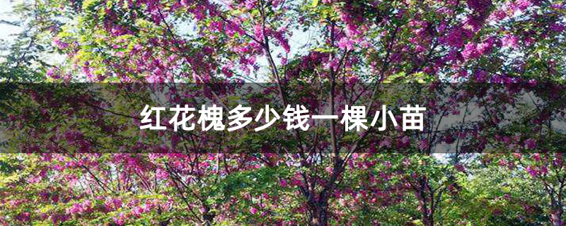 红花槐多少钱一棵小苗
