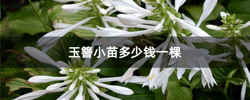 玉簪小苗多少钱一棵