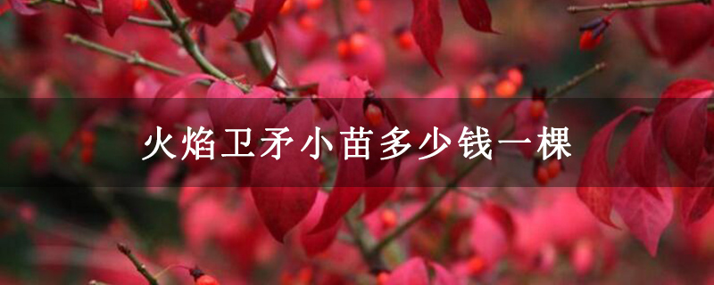 火焰卫矛小苗多少钱一棵